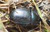 Anoplotrupes stercorosus